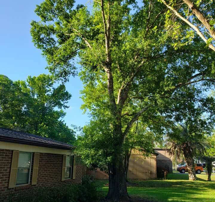 Tree Cabling & Bracing Jacksonville FL | Professional Support