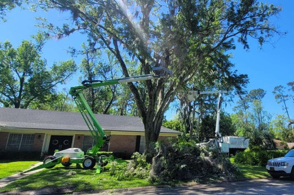 Tree Service Oakleaf | Tree Service Oakleaf