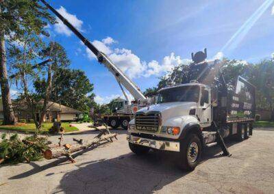 Tree Removal