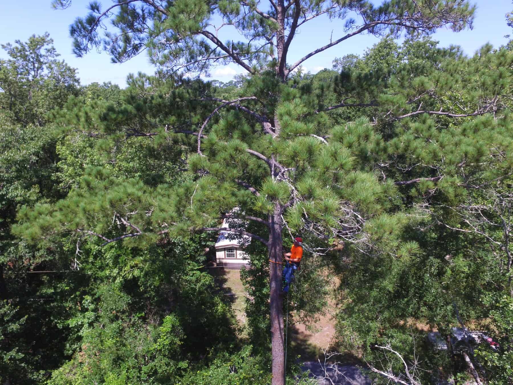 Tree Trimming Services