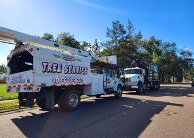 Tree Service Springfield