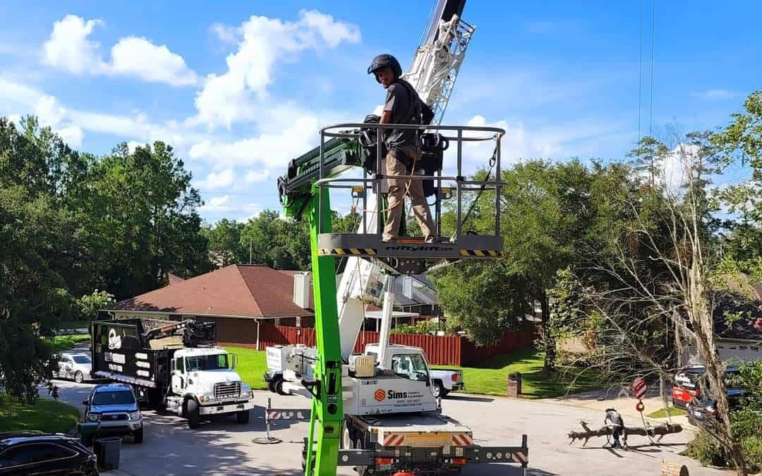 Tree Health Inspection Jacksonville | Certified Arborist Assessment