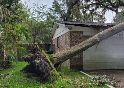 Removal Of A Fallen Tree With Its Roots Out Of The Ground