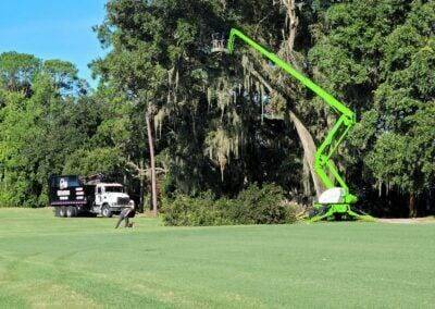 Tree Service In Arlington