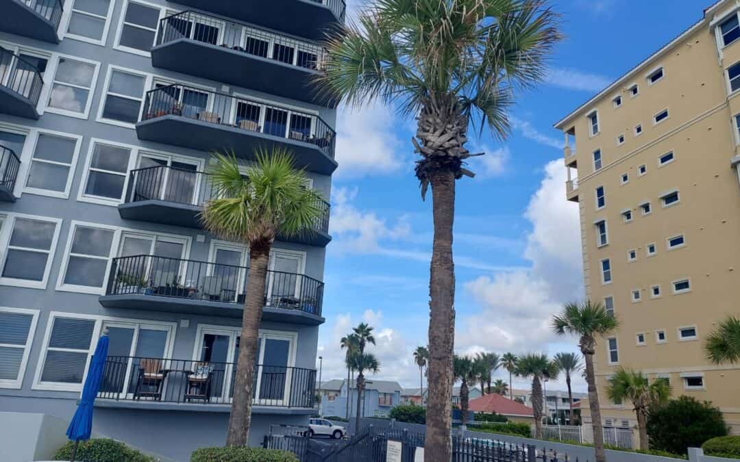 Tall palm trees with lush green fronds under a clear blue sky, showcasing healthy growth and proper maintenance.