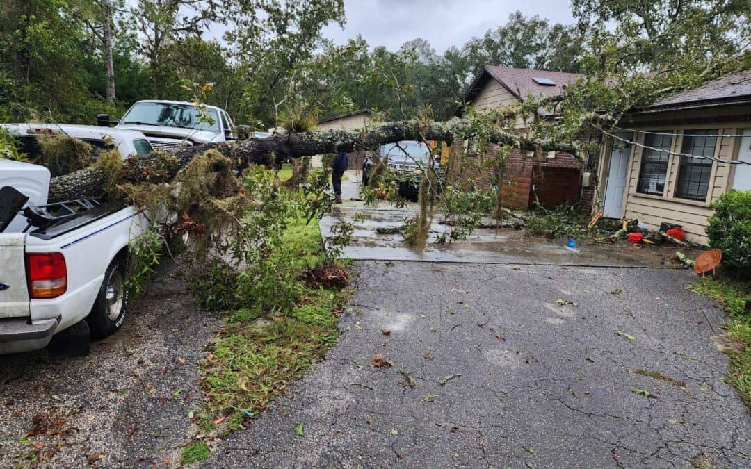 When Tree Removal Is Necessary for Property Safety