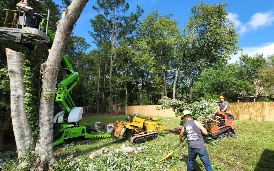 Stump Removal Jacksonville FL | Fast & Affordable Service