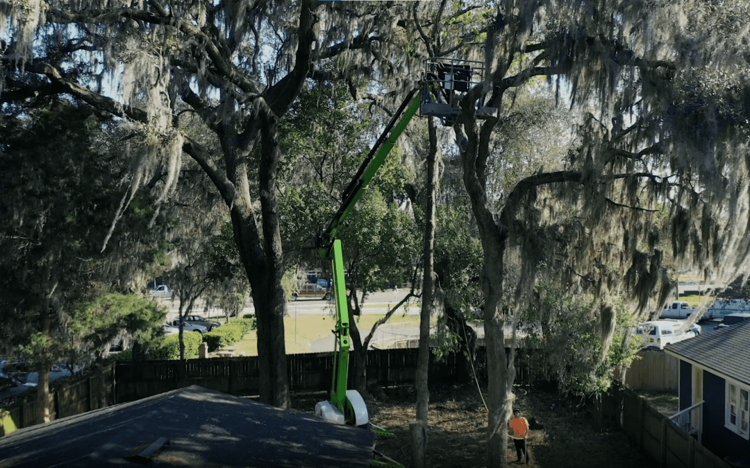 Expert Tree Service in Argyle Forest: Trust the Professionals at Black Creek Tree Co.