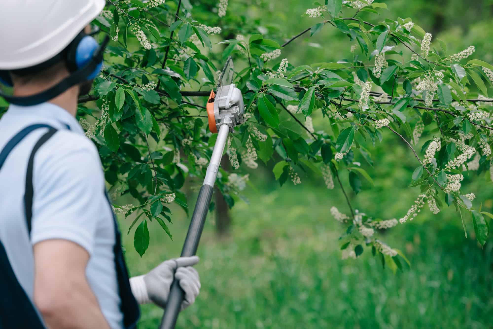 Tree Service Jacksonville