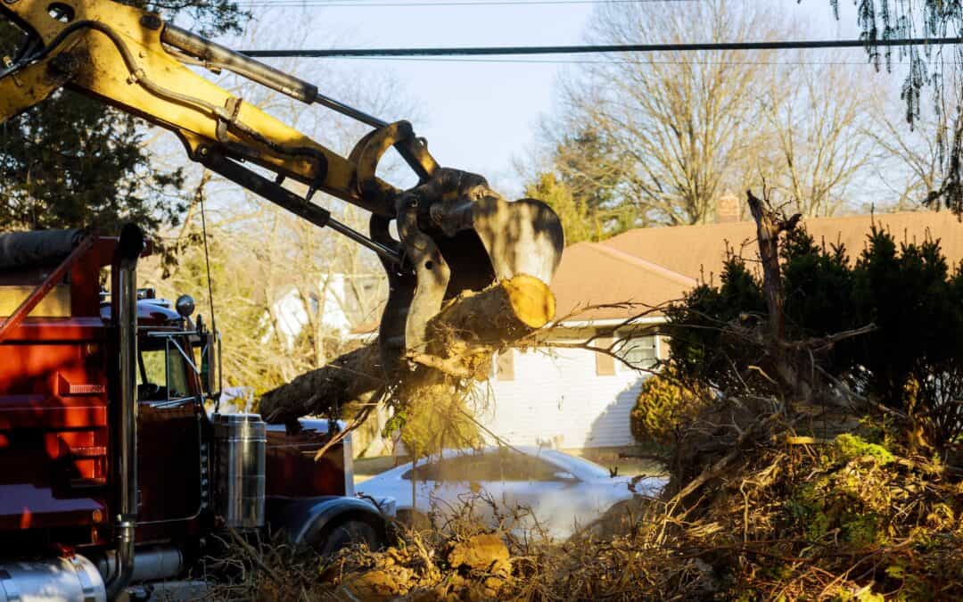 Tree removal service in Jacksonville, Florida