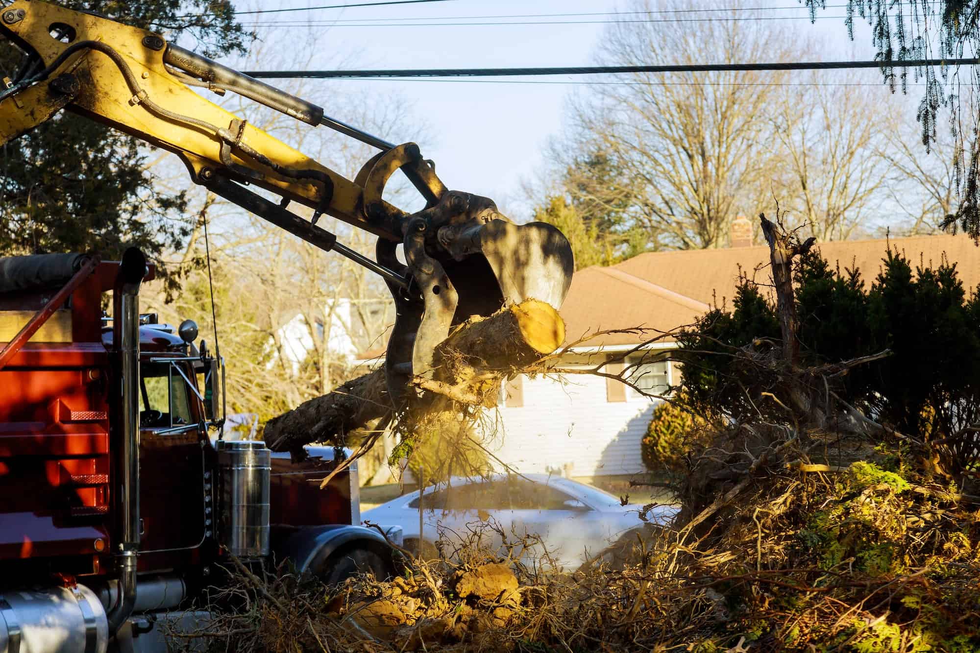 Tree Service In Jacksonville Florida