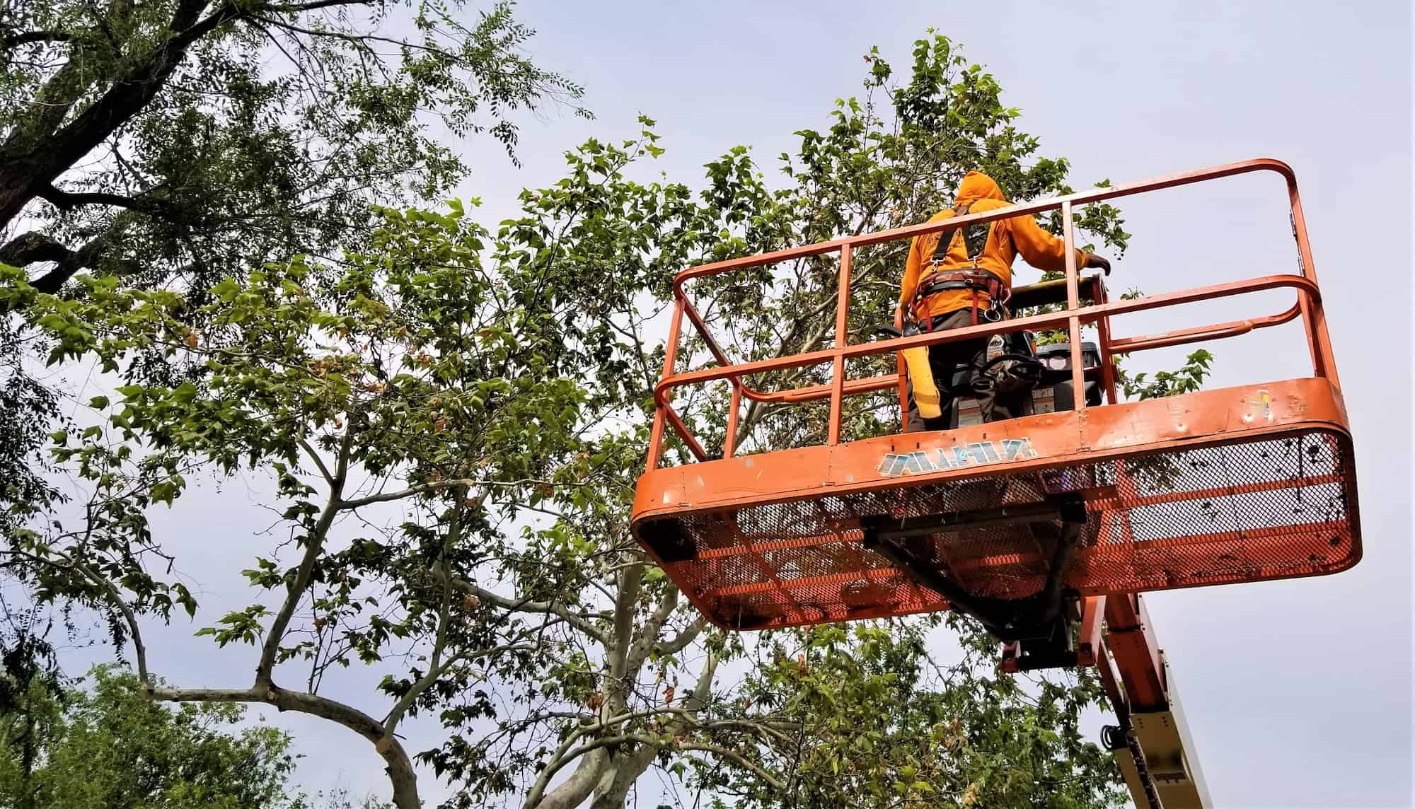 Tree Service Ortega Fl