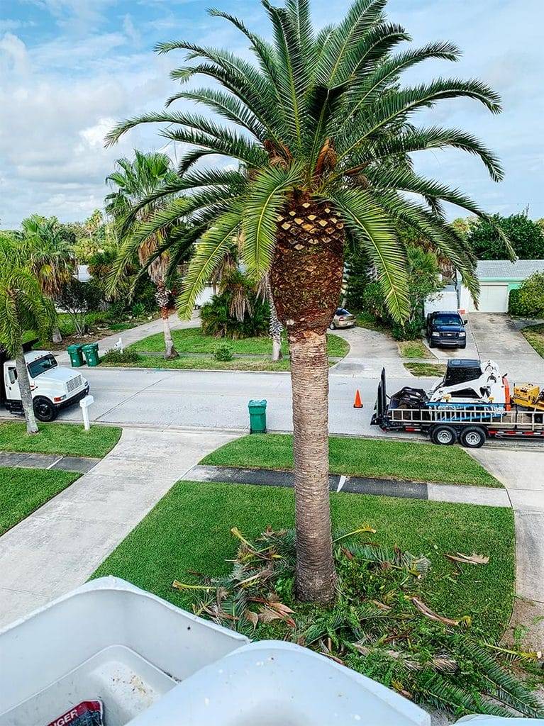 Ponte Vedra Palm Tree Service - Expert Care for Your Palms