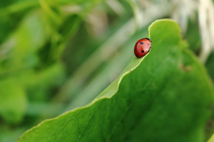 Common Oak Tree Diseases in Florida | oak tree diseases florida